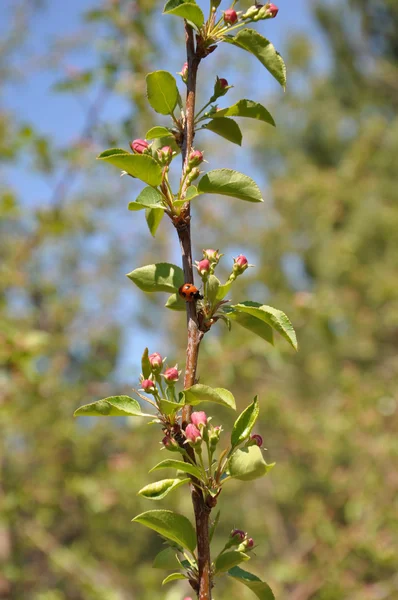 Blütenknospen am Apfelbaum. — Stockfoto
