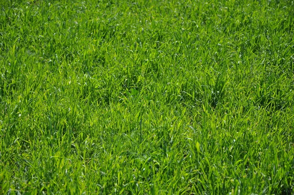 Зеленая лужайка . — стоковое фото