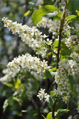 Blossoming bird-cherry tree. clipart