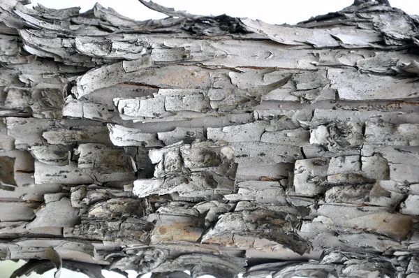 The texture of tree bark. — Stock Photo, Image