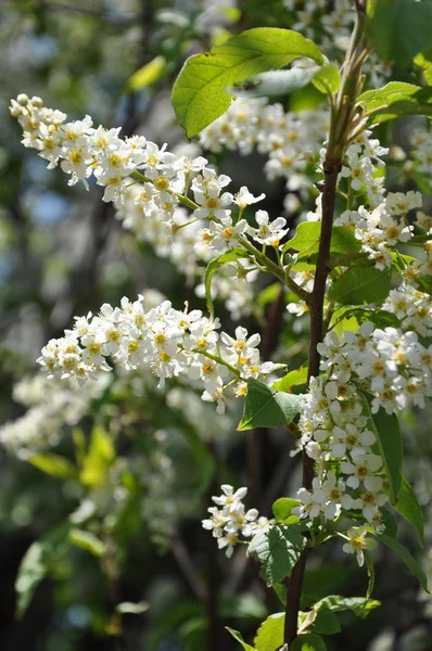 Blossoming bird-cherry tree. — Stock Photo, Image
