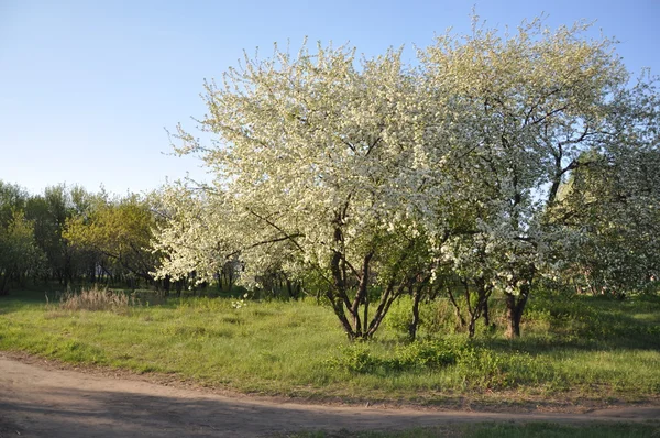 Ανθισμένων δέντρων μηλιάς στο πάρκο. — Φωτογραφία Αρχείου