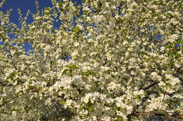 Apple tree in bloom. — Stock Photo, Image