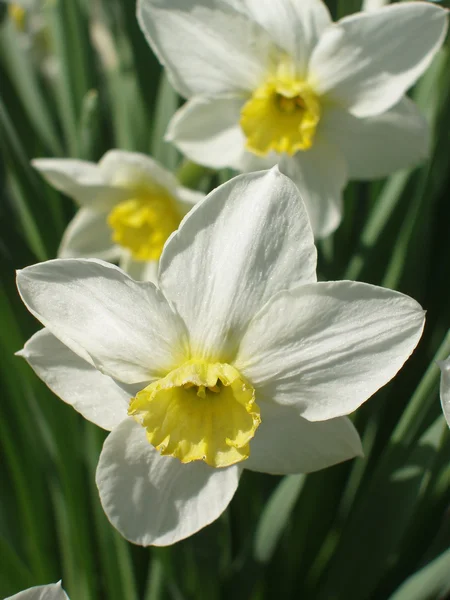 Narcissus. — Stock Photo, Image