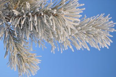 frost çam dalı.