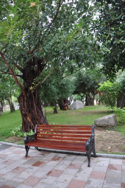 Bench near the tree.