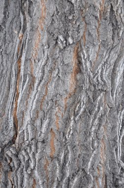 Ağaç kabuğu akçaağaç.