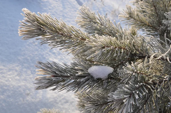 松の枝に霜します。. — ストック写真