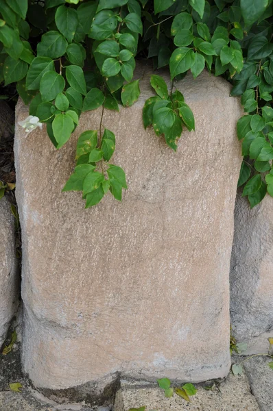 Zweigpflanzen in Stein. — Stockfoto