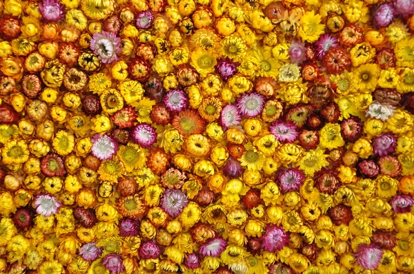 A carpet of flowers. Texture. — Stock Photo, Image
