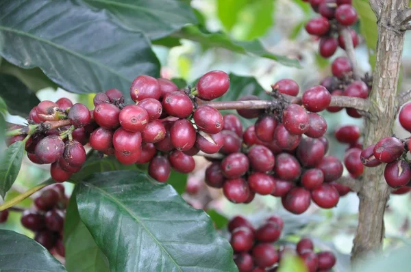 stock image The branch of coffee.