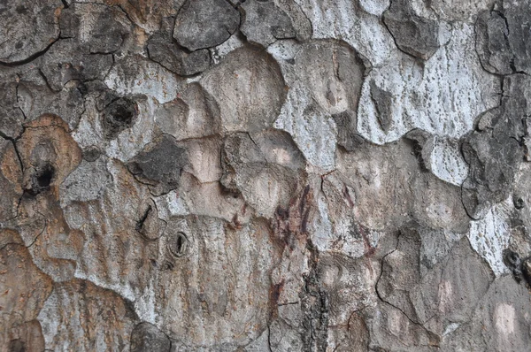 The bark of the tree. Texture. — Stock Photo, Image
