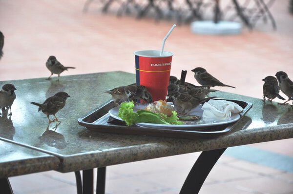 Воробьи на столе
.