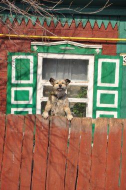 bir köpeğin üstüne bir zincir.