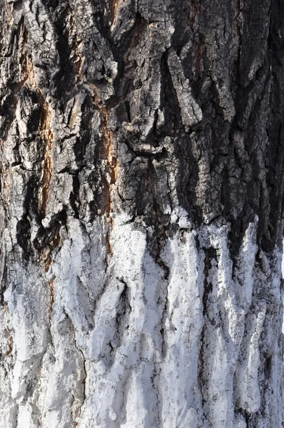 The bark maple. — Stock Photo, Image
