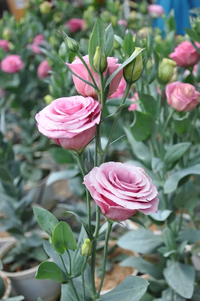 The bush roses. — Stock Photo, Image