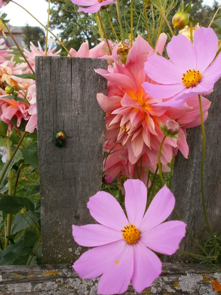 Scarabeo su una recinzione e fiori . — Foto Stock