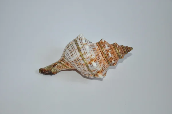 stock image Seashell.