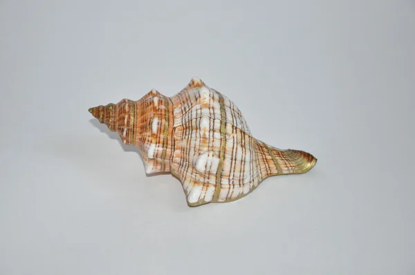 Stock image Seashell.