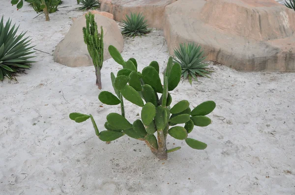 Kaktuszok a homokba. — Stock Fotó