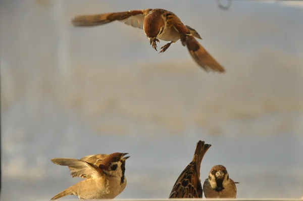Sparrows. — Stock Photo, Image