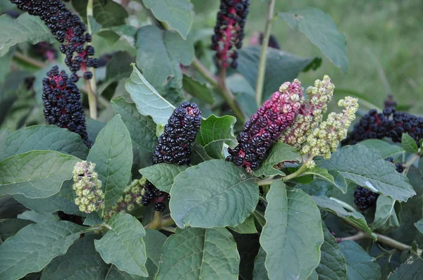 stock image Phytolacca