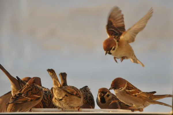 Sparrows. — Stock Photo, Image