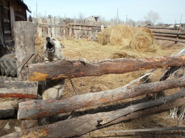bir köpeğin üstüne bir zincir.
