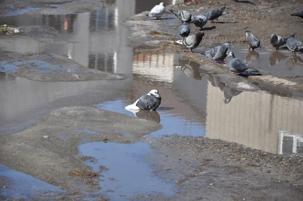 웅덩이에서 목욕 하는 비둘기. — 스톡 사진