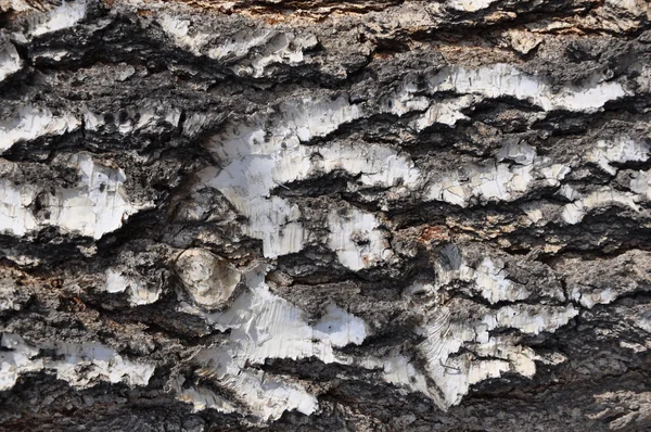 A textura da casca de bétula . — Fotografia de Stock