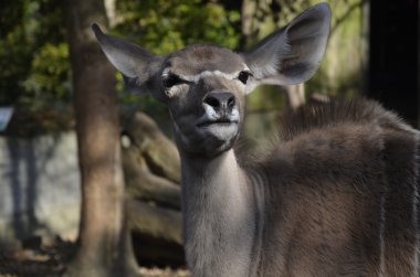 Kudu yok