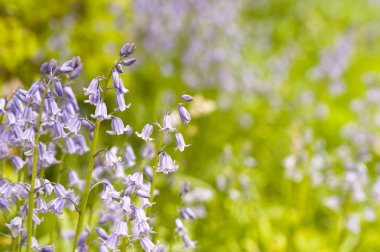 yerli İngilizce bluebells