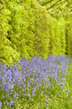 yerli İngilizce bluebells