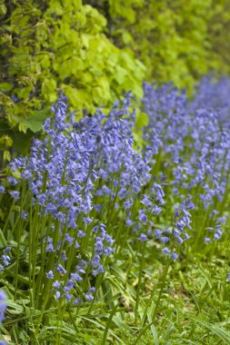 yerli İngilizce bluebells