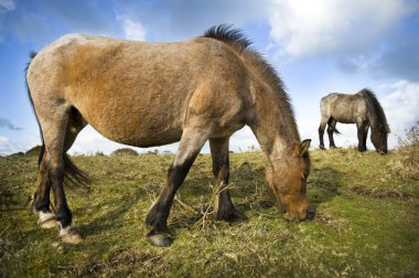 Dartmoor midilli