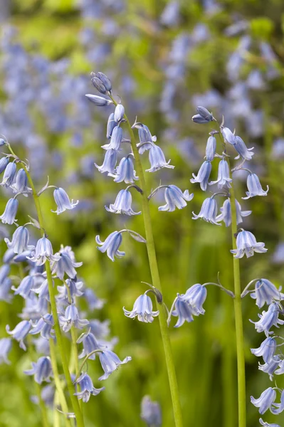 stock image Native english bluebells