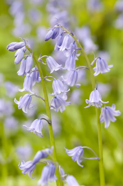 stock image Native english bluebells