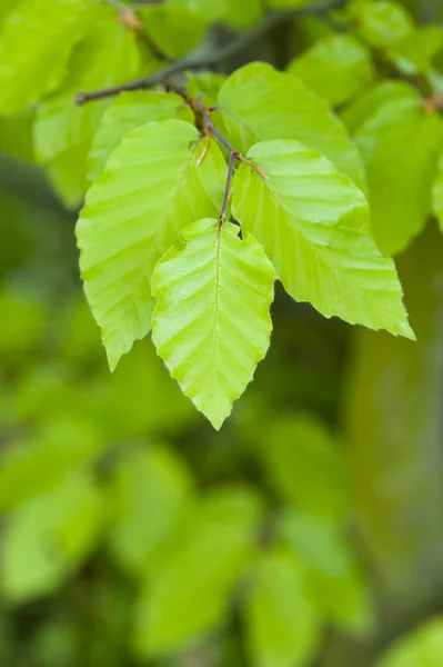 stock image Beech leaves