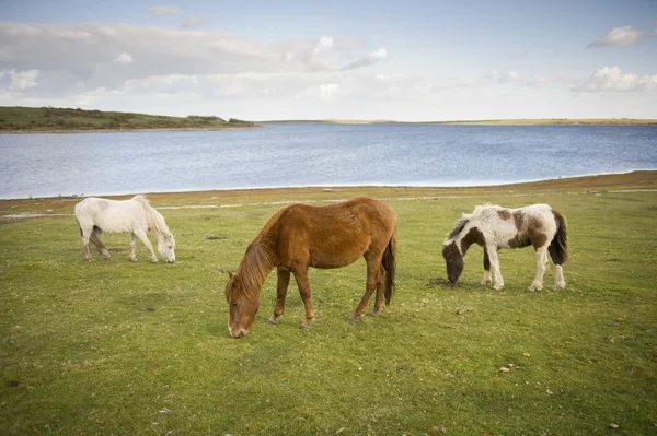 Stock image Dartmoor Pony