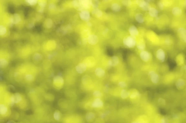 stock image Defocussed summery foliage