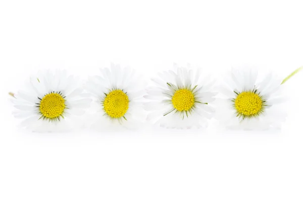 stock image Common english lawn daisies studio shot