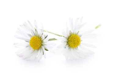 Daisy flowers isolated clipart