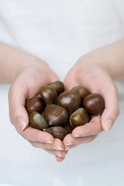 stock image Hands holding sweet chestnuts