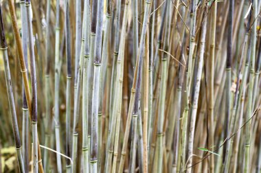 Bambu Arkaplanı