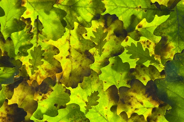 Stock image Oak leaf background