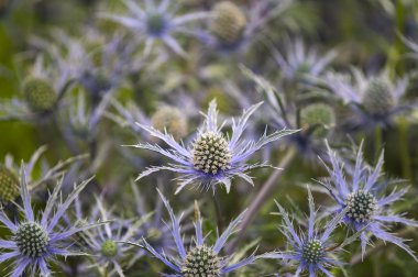 Eryngium 'cobalt star'