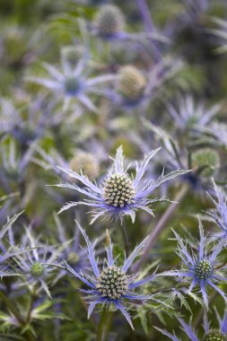 Eryngium 'cobalt star'