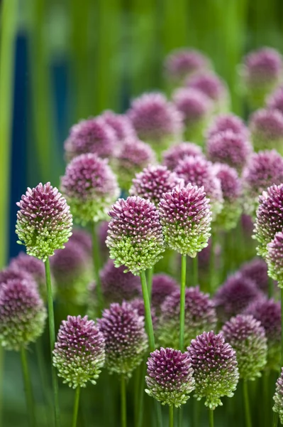 stock image Allium sphaerocephalon