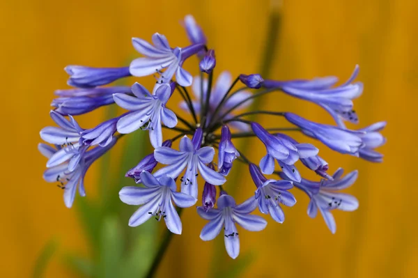 Agapanthus 'dr brouwer' — Photo