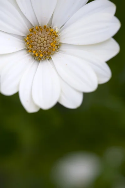 stock image White flower with copyspace